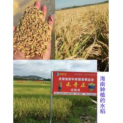 水稻生物農藥防治土傳病害 遼寧生物農藥與拜農生物科技的技術研發探索